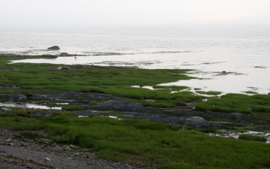 south shore egret